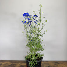 Load image into Gallery viewer, Delphinium Grand Mirror perennial plant with vibrant blue flowers in black nursery pot
