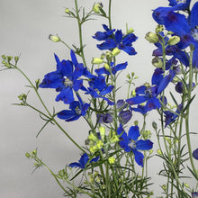 Load image into Gallery viewer, Delphinium Grand Mirror perennial plants with vibrant blue flowers and green buds on tall stems