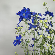 Load image into Gallery viewer, Delphinium Grand Mirror perennial plant with vibrant blue flowers and green buds on tall stems