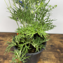 Load image into Gallery viewer, Young Delphinium Grand Mirror perennial plant with finely divided green foliage in black nursery pot