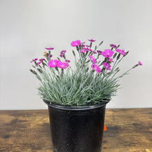 Load image into Gallery viewer, Dianthus Firewitch