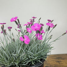 Load image into Gallery viewer, Dianthus Firewitch