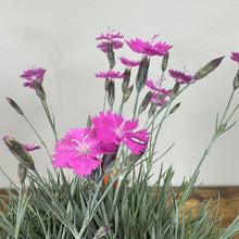 Load image into Gallery viewer, Dianthus Firewitch