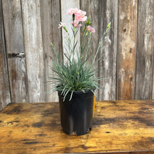 Load image into Gallery viewer, Dianthus Georgia Peach Pie plant in black pot with pink carnation flowers and grass-like foliage
