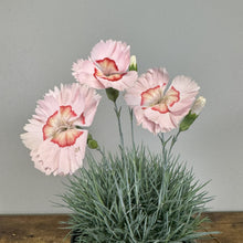 Load image into Gallery viewer, Dianthus American Pie Georgia Peach Pie perennial plant with pink ruffled flowers and red centers