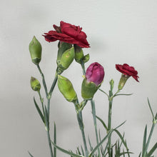 Load image into Gallery viewer, Dianthus Scent First Tall Passion