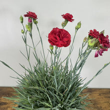 Load image into Gallery viewer, Dianthus Scent First Tall Passion
