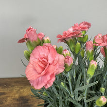 Load image into Gallery viewer, Dianthus Scent First Tall Romance
