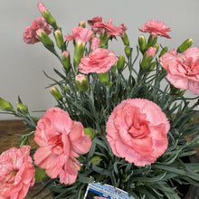 Load image into Gallery viewer, Dianthus Scent First Tall Romance