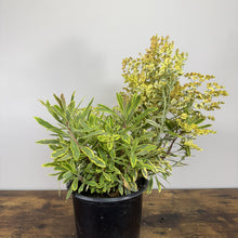 Load image into Gallery viewer, Euphorbia Ascot Rainbow perennial plant in black pot with variegated green-yellow foliage and flowering stems