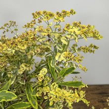Load image into Gallery viewer, Euphorbia Ascot Rainbow perennial plant with bright yellow-green variegated foliage and chartreuse flowers