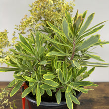 Load image into Gallery viewer, Euphorbia Ascot Rainbow perennial plant with variegated green and yellow foliage in black pot