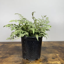 Load image into Gallery viewer, Fern Japanese Painted