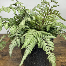 Load image into Gallery viewer, Fern Japanese Painted