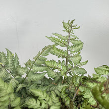 Load image into Gallery viewer, Fern Japanese Painted