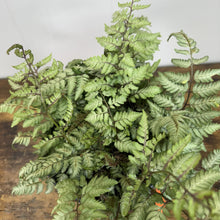 Load image into Gallery viewer, Fern Japanese Painted