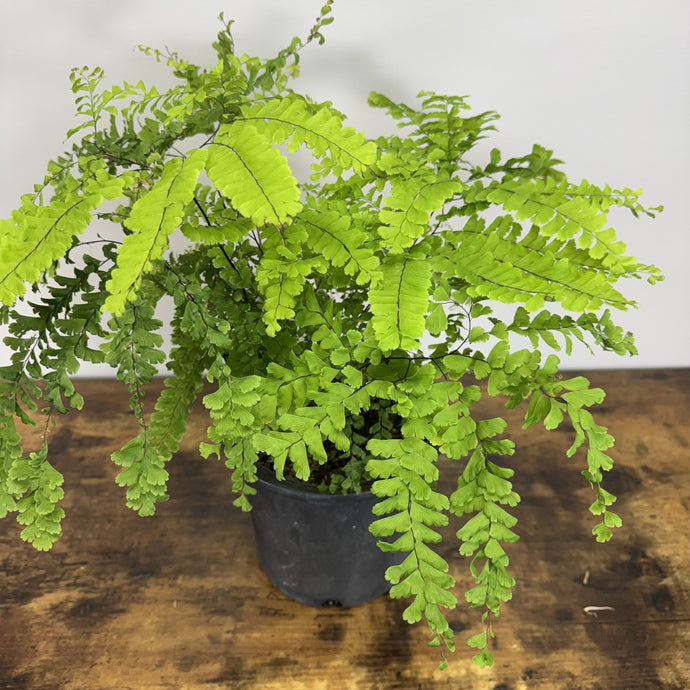 Fern Northern Maidenhair