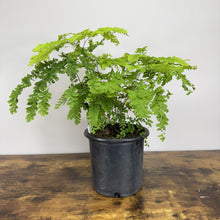 Load image into Gallery viewer, Fern Northern Maidenhair