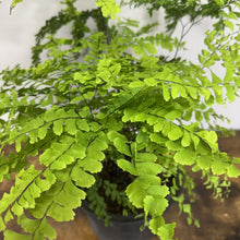Load image into Gallery viewer, Fern Northern Maidenhair