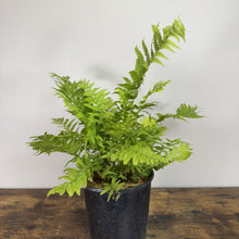 Load image into Gallery viewer, Fern Ostrich