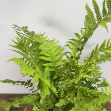 Load image into Gallery viewer, Fern Ostrich