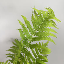 Load image into Gallery viewer, Fern Ostrich