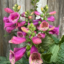 Load image into Gallery viewer, Pink and purple foxglove flowers with spotted throats blooming on tall stems with green foliage