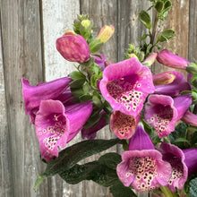 Load image into Gallery viewer, Pink and purple foxglove flowers with spotted throats blooming on green stems