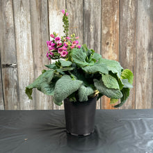 Load image into Gallery viewer, Foxglove Camelot Rose perennial plant in black pot with pink tubular flowers and textured green leaves