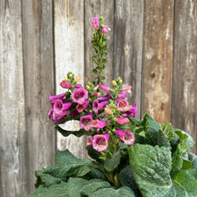 Load image into Gallery viewer, Pink Foxglove Camelot Rose perennial plant with tubular spotted flowers and large green leaves