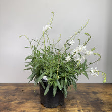 Load image into Gallery viewer, Gaura Belleza White perennial plant in black nursery pot with delicate white flowers