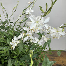 Load image into Gallery viewer, White Gaura Belleza perennial plant with delicate white flowers and green foliage in container