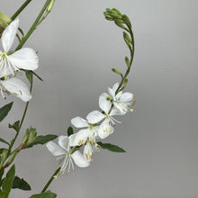 Load image into Gallery viewer, White Gaura Belleza perennial flowers with delicate petals and prominent stamens on green stems