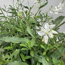 Load image into Gallery viewer, Gaura Belleza White perennial plant with delicate white flowers and green foliage
