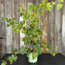 Load image into Gallery viewer, Grape Canadice