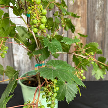 Load image into Gallery viewer, Grape Canadice