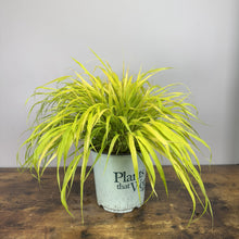 Load image into Gallery viewer, Grass Japanese Forest All Gold