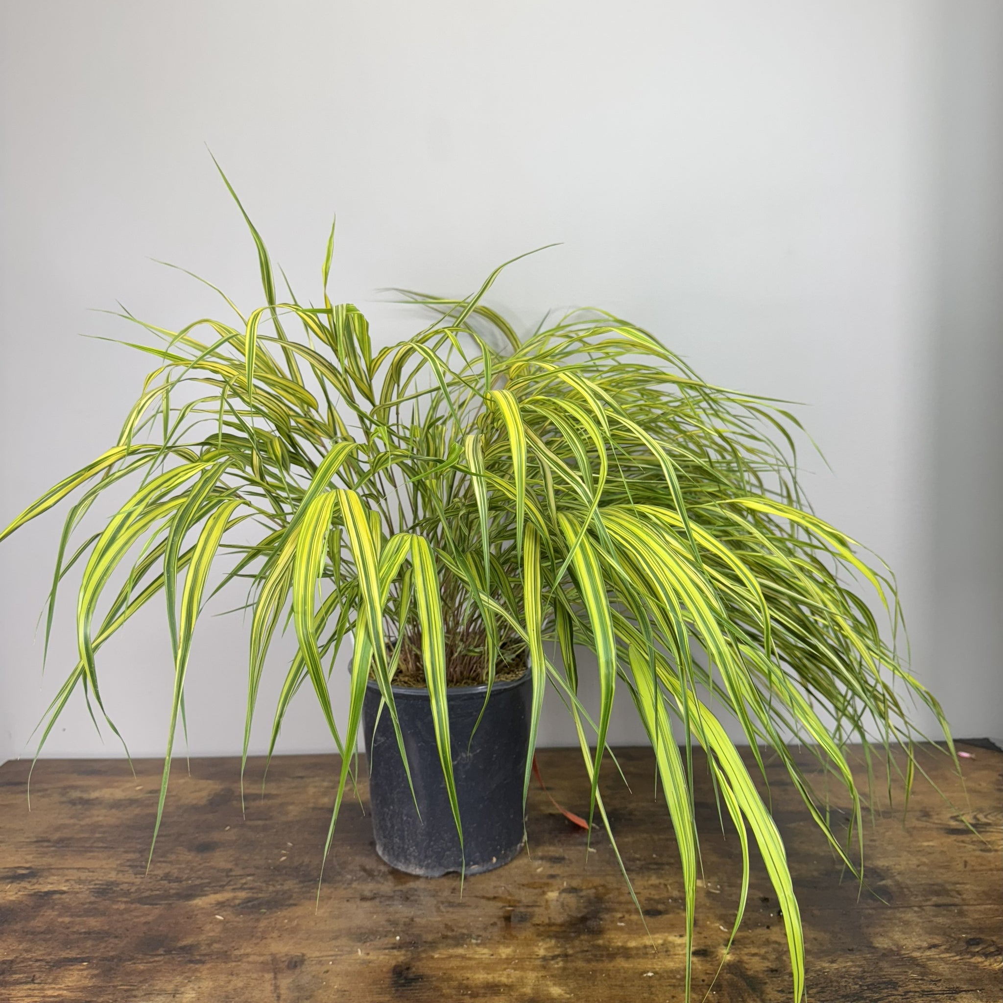 Load image into Gallery viewer, Variegated Japanese Forest Grass plant with green and yellow striped foliage in black pot