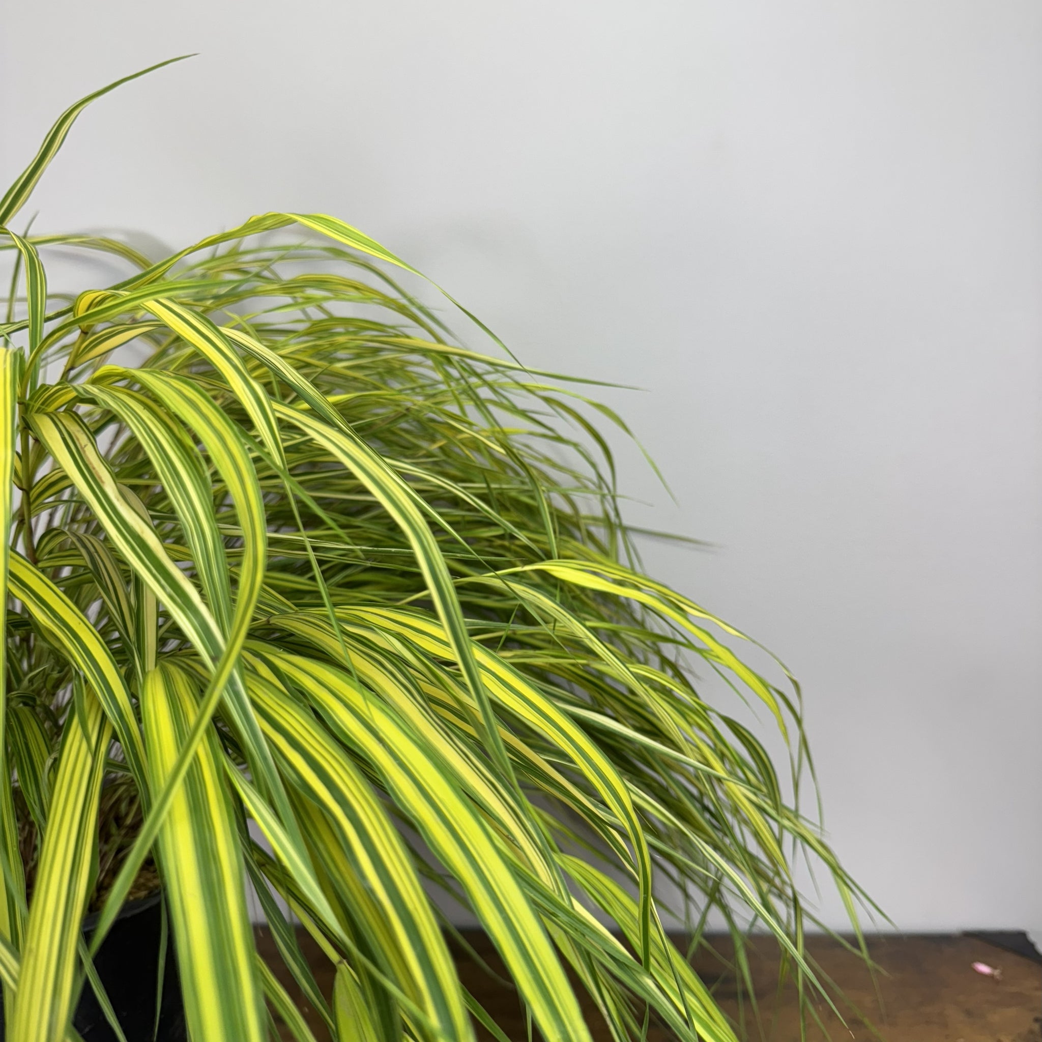 Load image into Gallery viewer, Variegated Japanese Forest Grass with bright green and yellow striped arching leaves