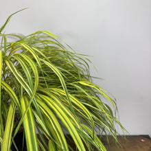 Load image into Gallery viewer, Grass Japanese Forest Variegated