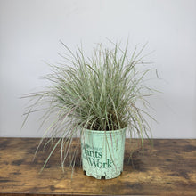 Load image into Gallery viewer, Little Bluestem Chameleon ornamental grass plant in mint green nursery pot on wooden surface