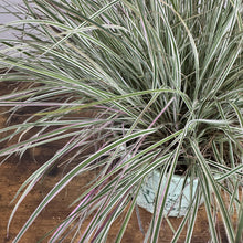 Load image into Gallery viewer, Variegated ornamental grass with green, cream and pink striped foliage in white pot
