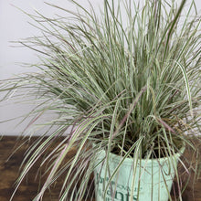 Load image into Gallery viewer, Little Bluestem Chameleon ornamental grass in turquoise pot with variegated green and cream striped foliage