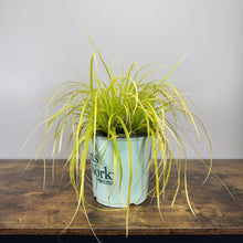 Load image into Gallery viewer, Grass Sedge Everillo perennial plant with bright yellow-green cascading foliage in white container