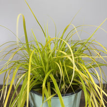 Load image into Gallery viewer, Grass Sedge Everillo perennial plant with bright chartreuse arching foliage in decorative pot