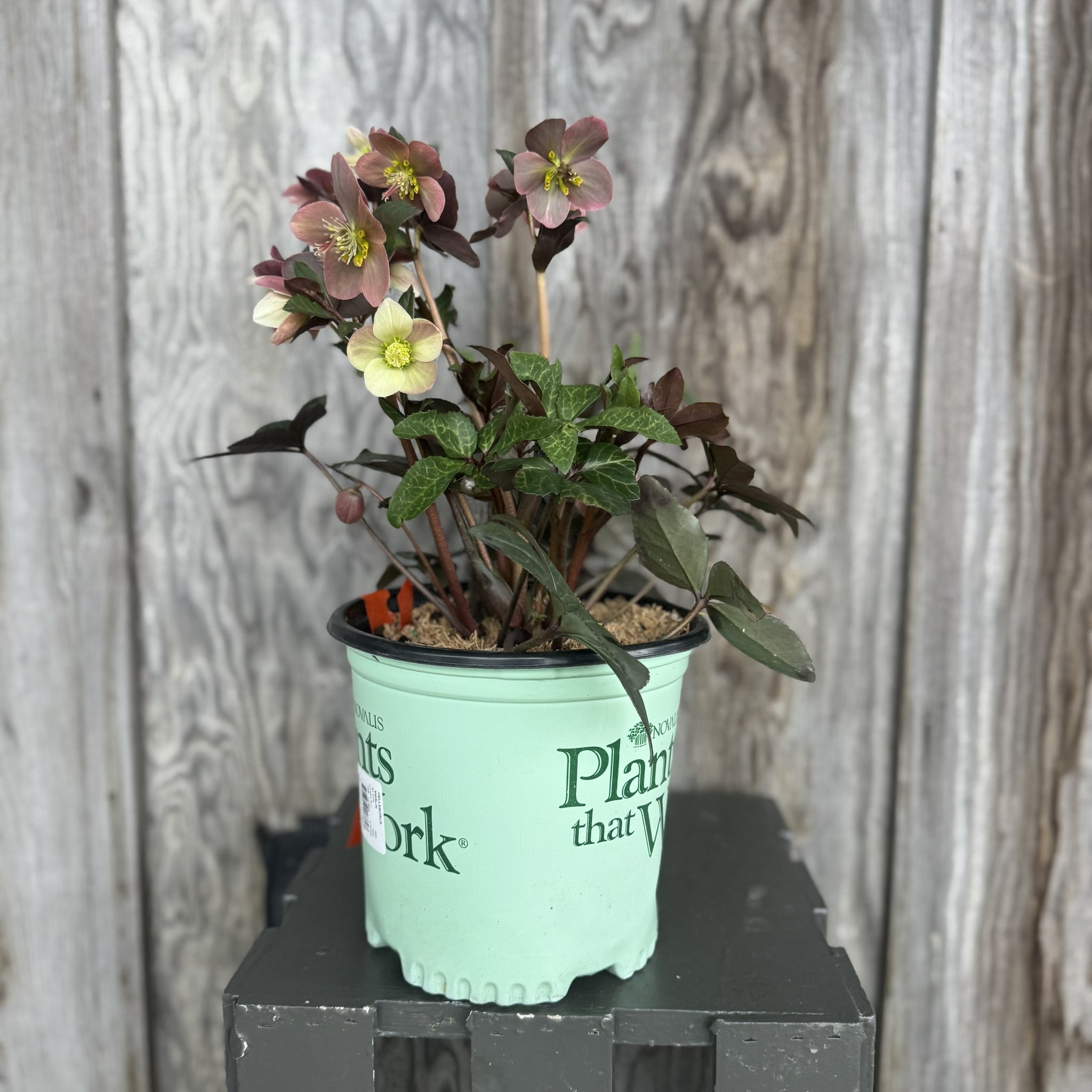 Load image into Gallery viewer, Hellebore Gold Collection Merlin perennial plant with purple and cream flowers in green nursery pot