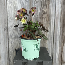 Load image into Gallery viewer, Hellebore Gold Collection Merlin