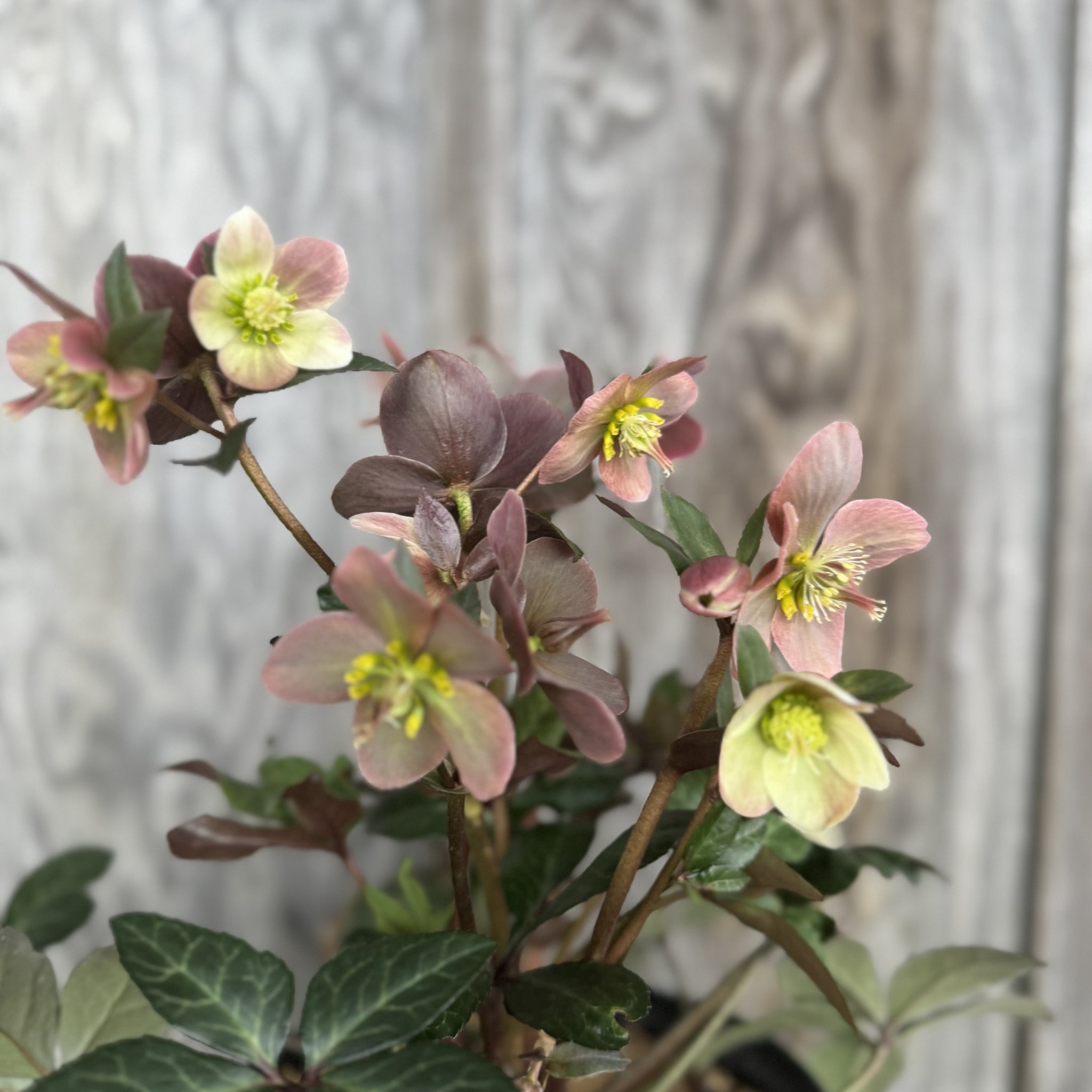 Load image into Gallery viewer, Hellebore Gold Collection Merlin perennial plant with pink and cream flowers blooming indoors