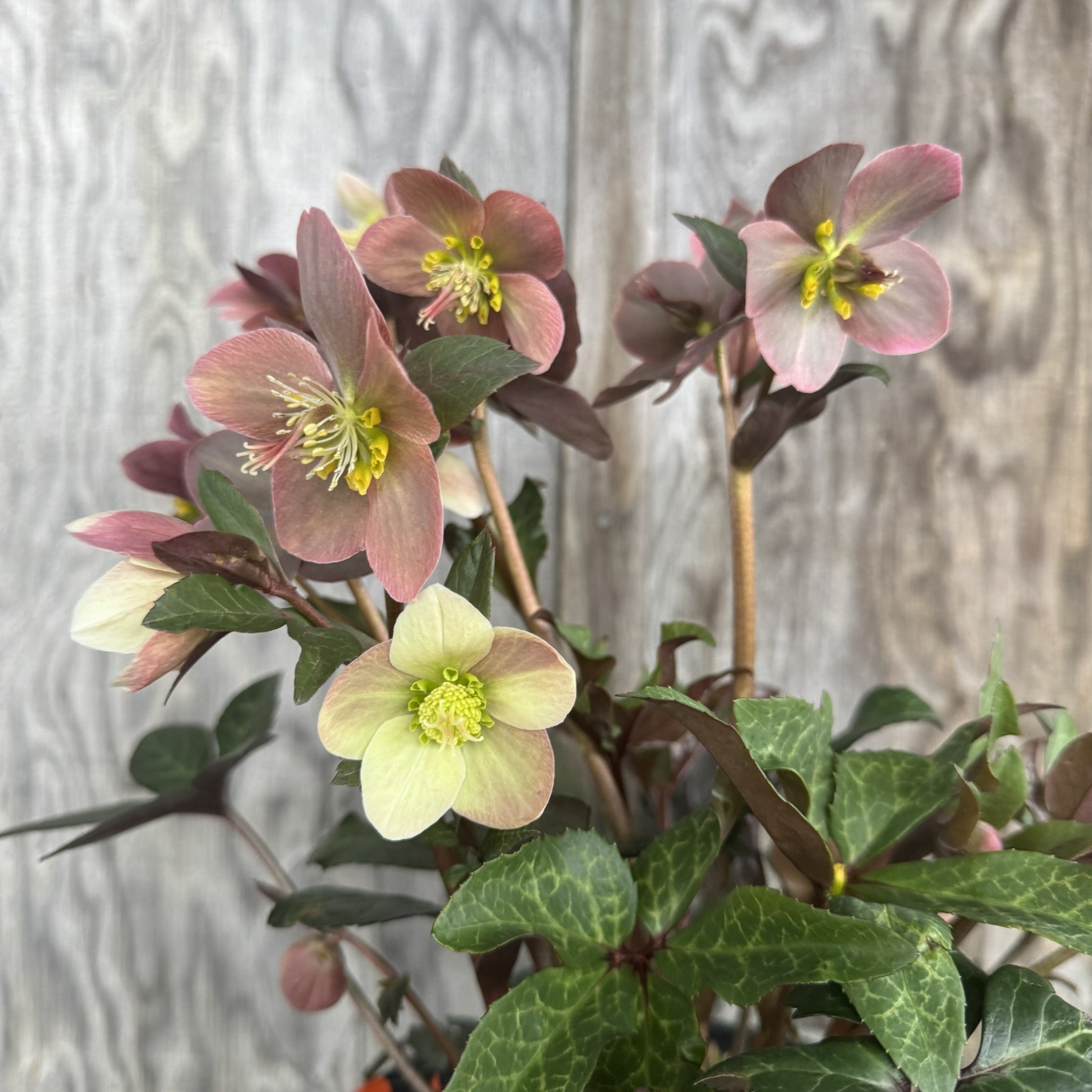 Load image into Gallery viewer, Hellebore Gold Collection Merlin flowering plant with pink and cream blooms and green foliage