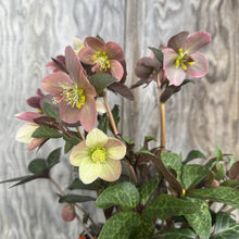 Load image into Gallery viewer, Hellebore Gold Collection Merlin